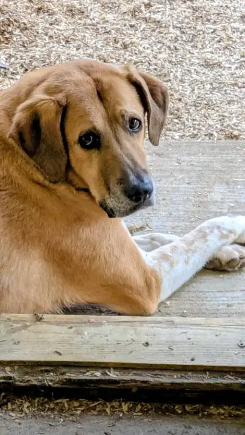 Gunner Dixon photo 3