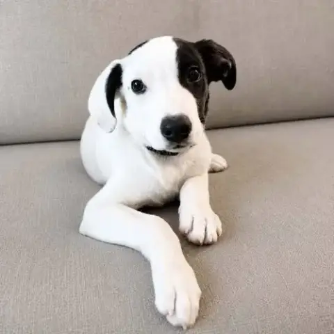 Marshall