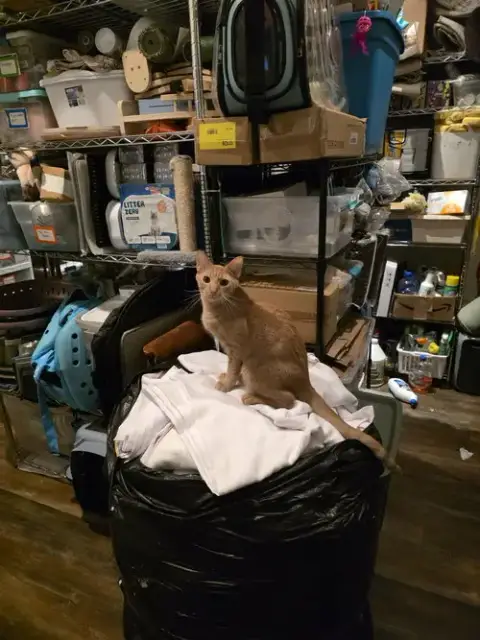Chickpea photo 5