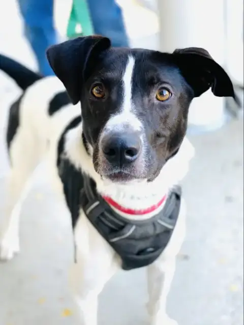 Chester 2 *Adopt Or Foster* photo 4