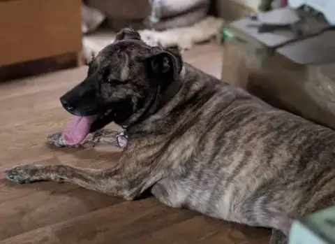 Lola *Urgent Foster Needed Too! photo 2