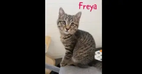 Jiji Aka Freya