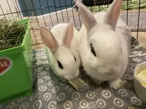 Jupiter Rabbit photo 5