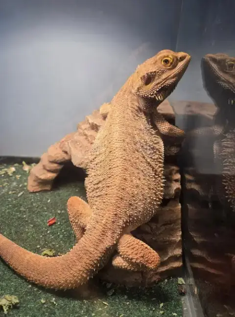 Mr Lizard