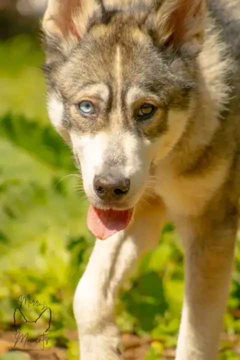 Balto: Not At Shelter