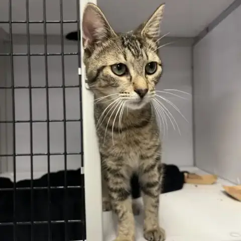 Smeagol