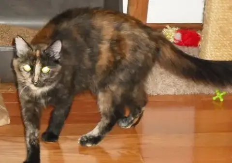 Georgie Girl photo 4