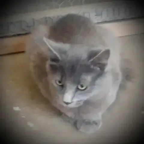 Picasso photo 3