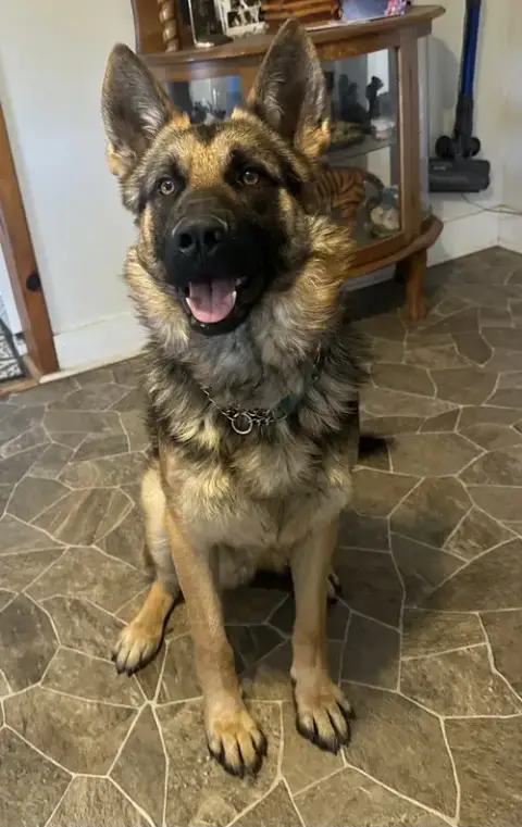 Teddy Bear
