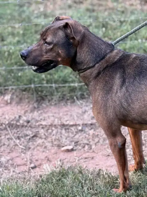 Rufus photo 2