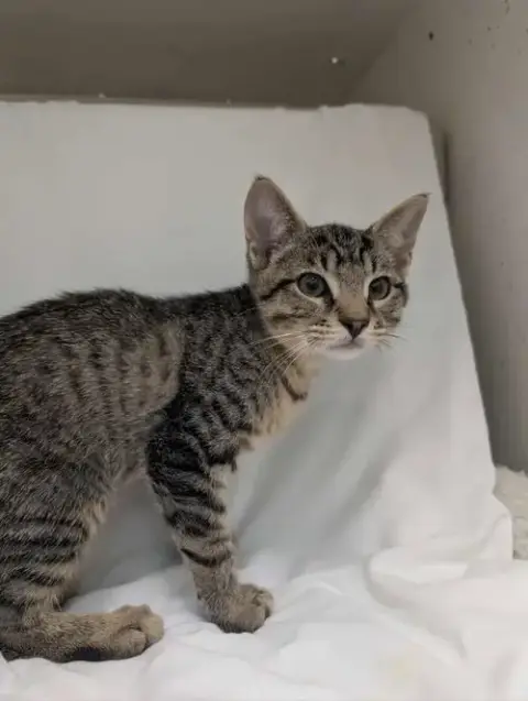 Linus:  Not At Shelter photo 2