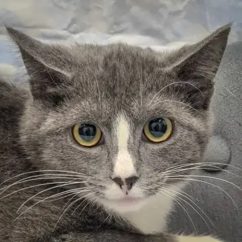 Pixel