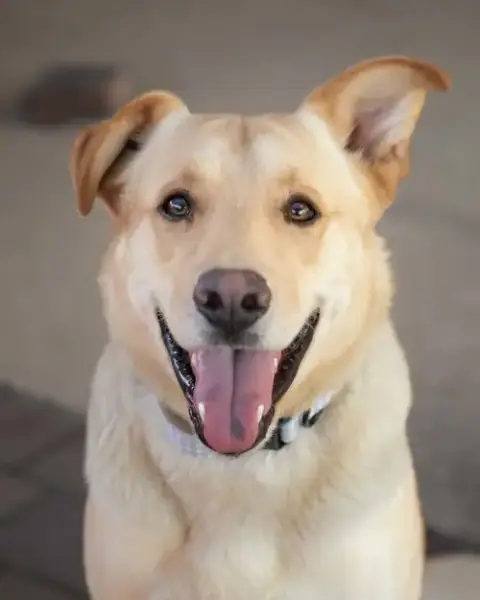 Ziggy **Adoption Pending**