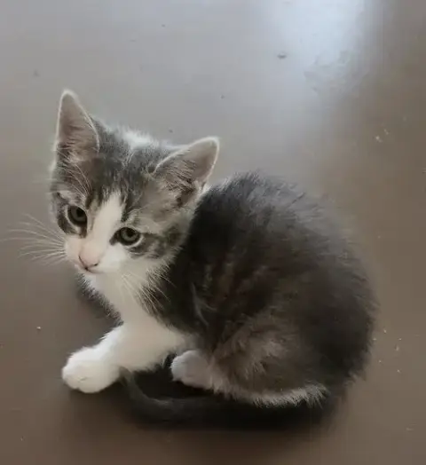 Giorgio Armani