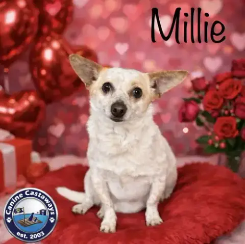 Millie photo 3