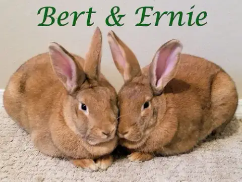 Bert