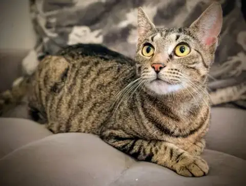 Miss Kitty photo 3