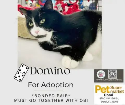 Obi And Domino photo 3
