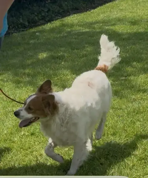 Oliver photo 4