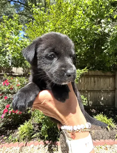 Momma Iris' Litter: Abigail photo 4
