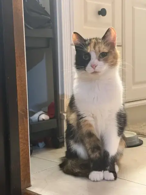 Mittsie photo 3