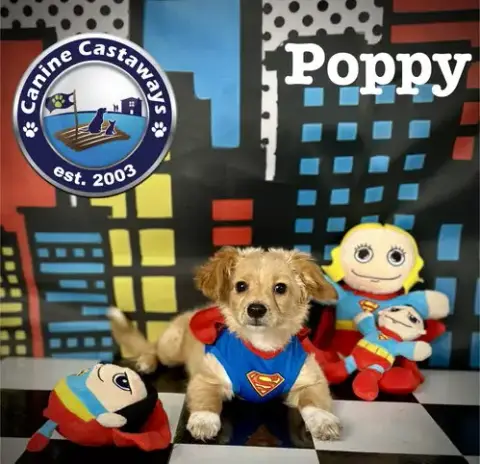 Poppy photo 5
