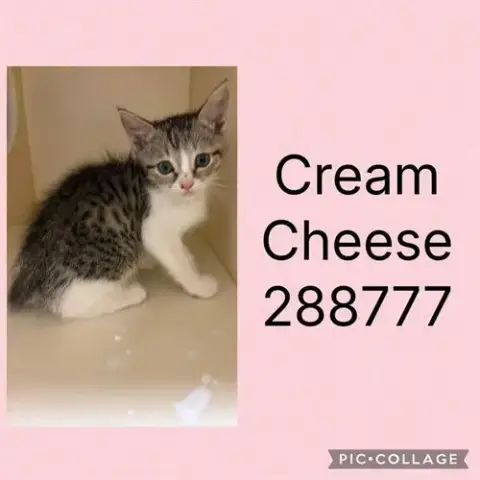 Cream Cheese