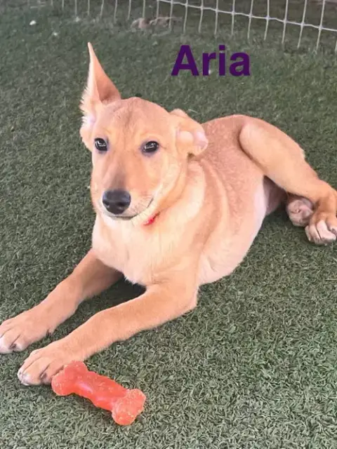 Aria photo 2