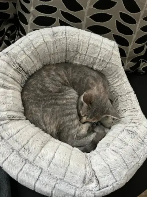 Midge photo 5