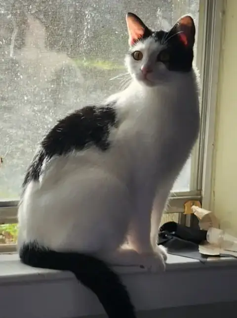 Kora. photo 4