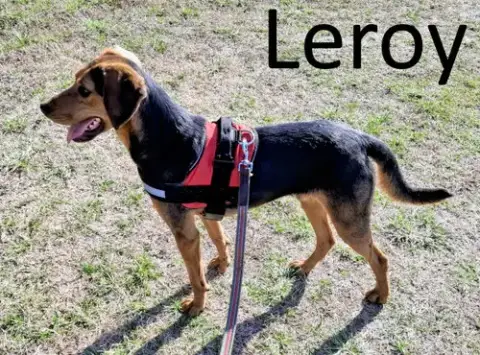 Leroy