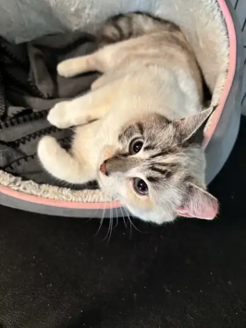 Talia