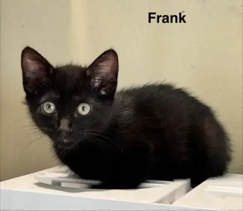 Frank 3.15.26 photo 2