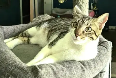 Kitten Herman