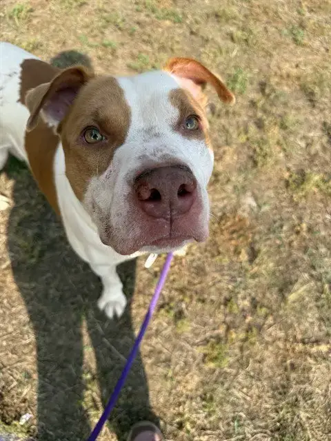 Bo