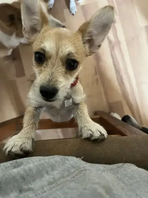 Tilly photo 5