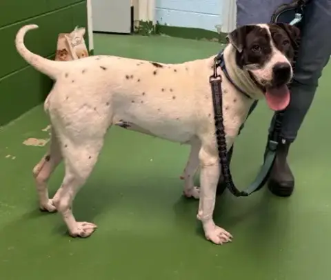 Chloe: Not At Shelter photo 3