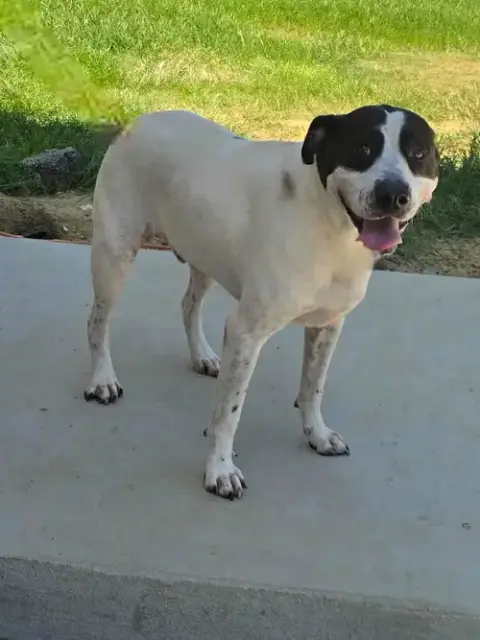 Scout photo 4