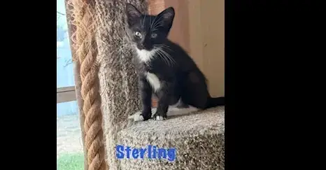 Sterling