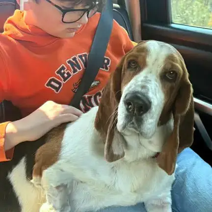 Dixie