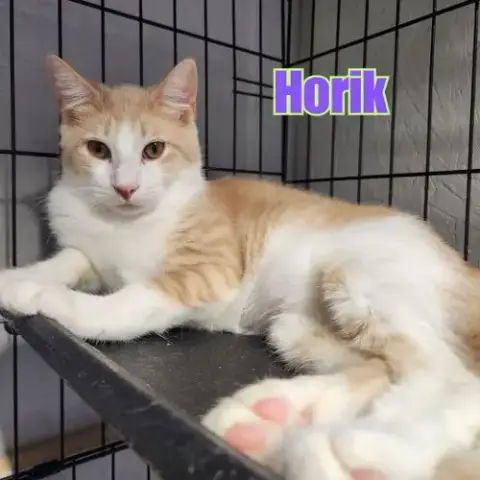Dallas & Horik