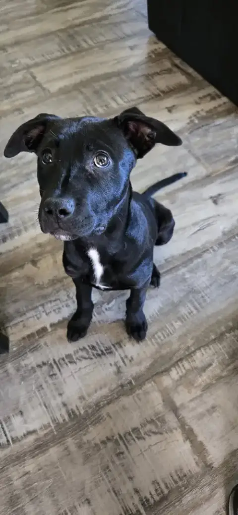 Blue Arlo photo 2