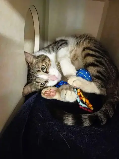 Thor
