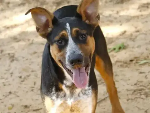 Ziggie