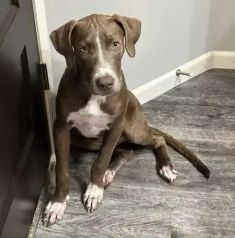 Beau