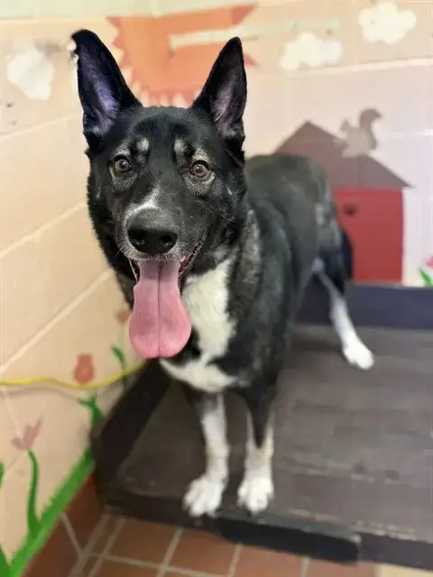 Apollo