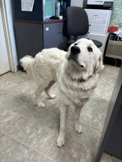 Blue: Not At Shelter photo 3