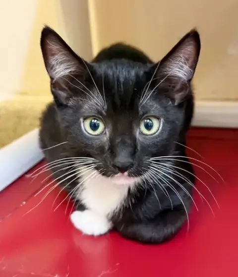 Kitten Sylvie