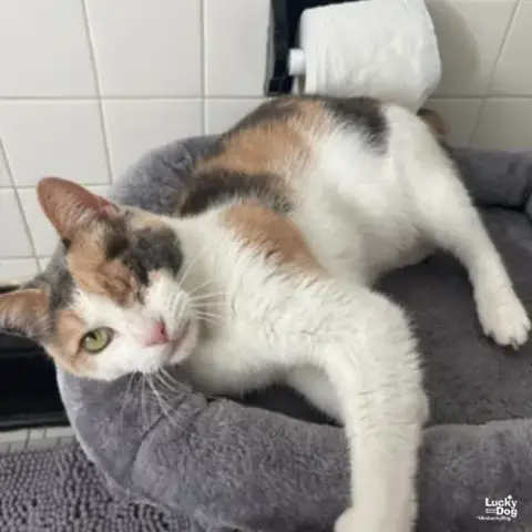 Blinkie