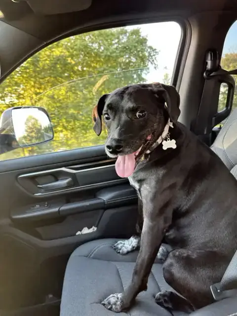Wren *Foster Home Needed!* photo 2
